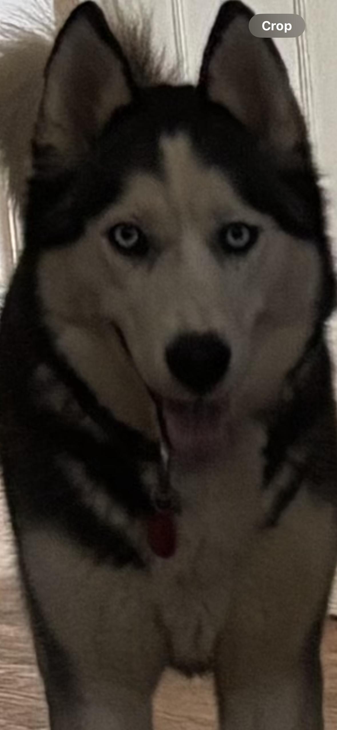 Enlarge Nikka, a ADOPTABLE Siberian Husky in York, PA image 1/3