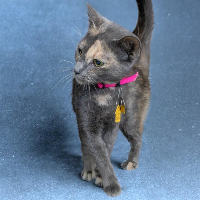 MAUVE, Adoptable, Adult Female Domestic Short Hair.