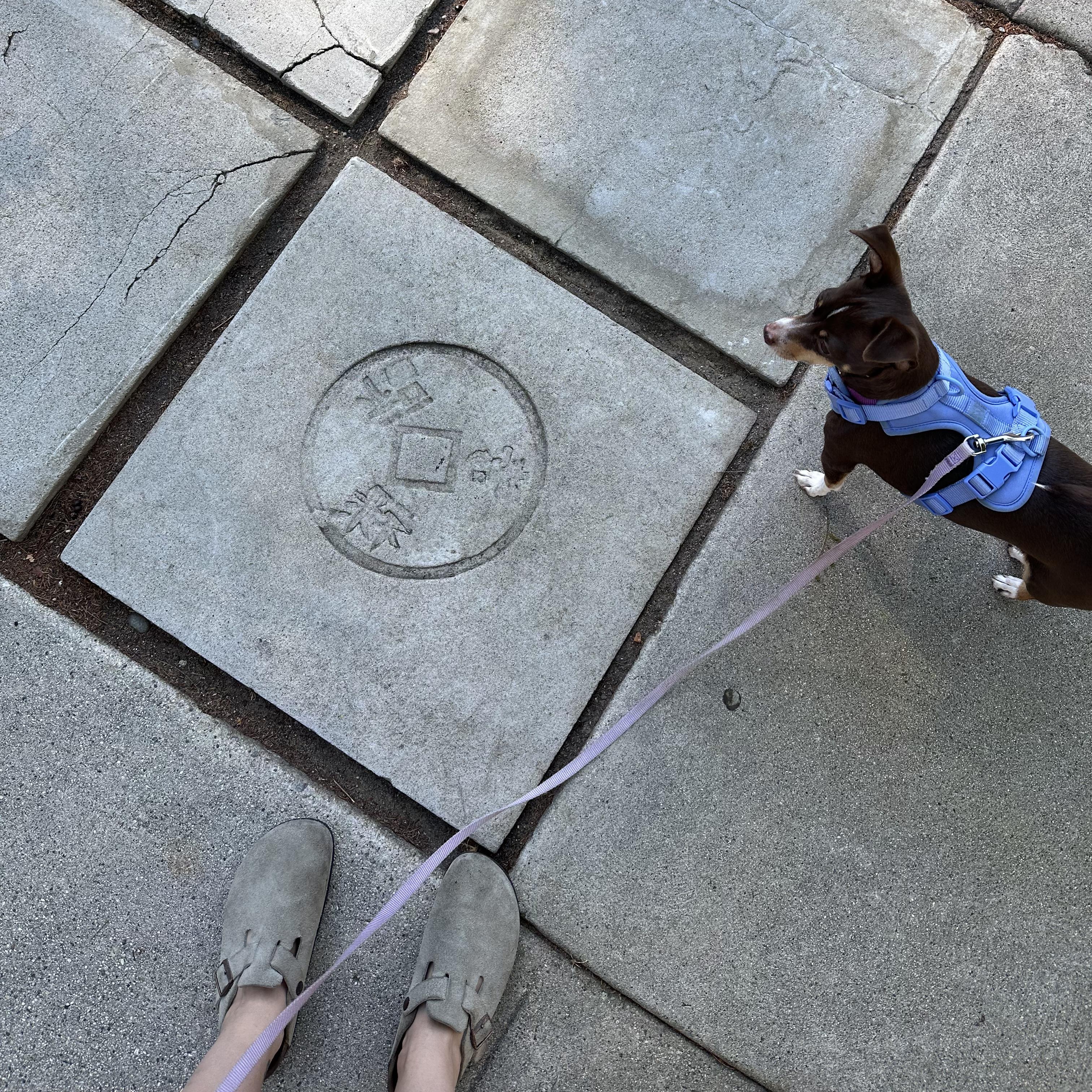 Lilah, a Adoptable Chihuahua in Los Angeles, CA image 6/6