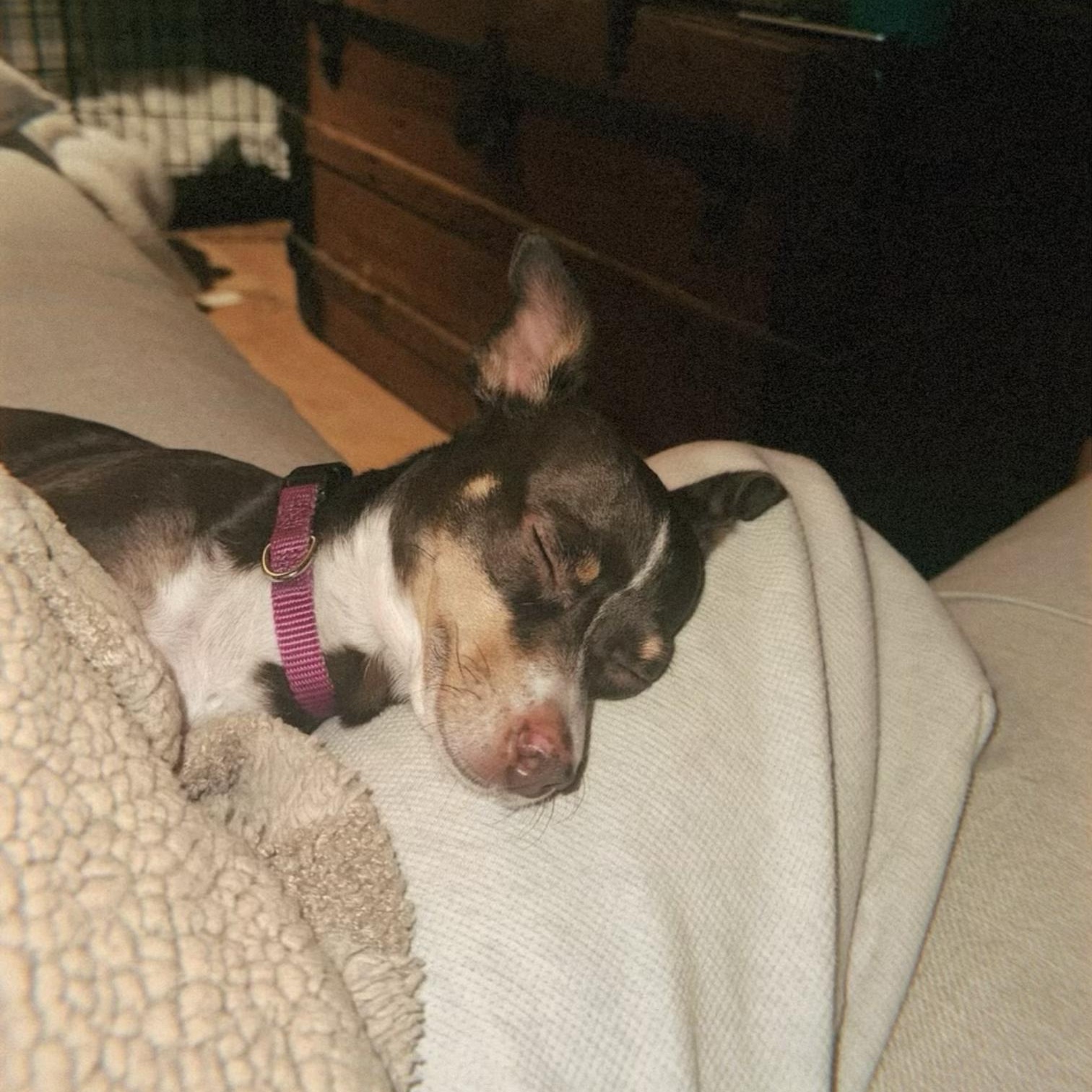 Lilah, a Adoptable Chihuahua in Los Angeles, CA image 2/6