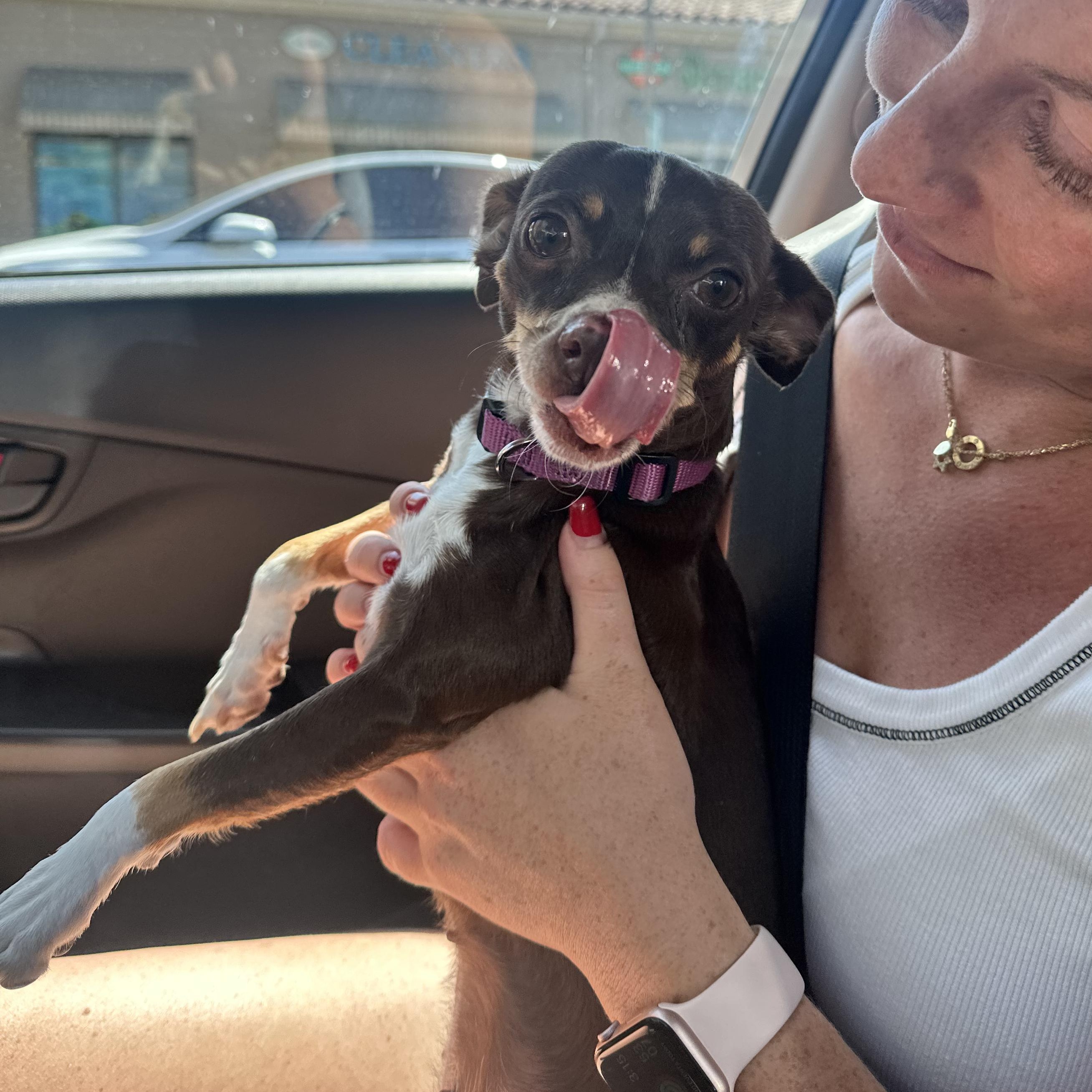 Lilah, Adoptable, Adult Female Chihuahua.