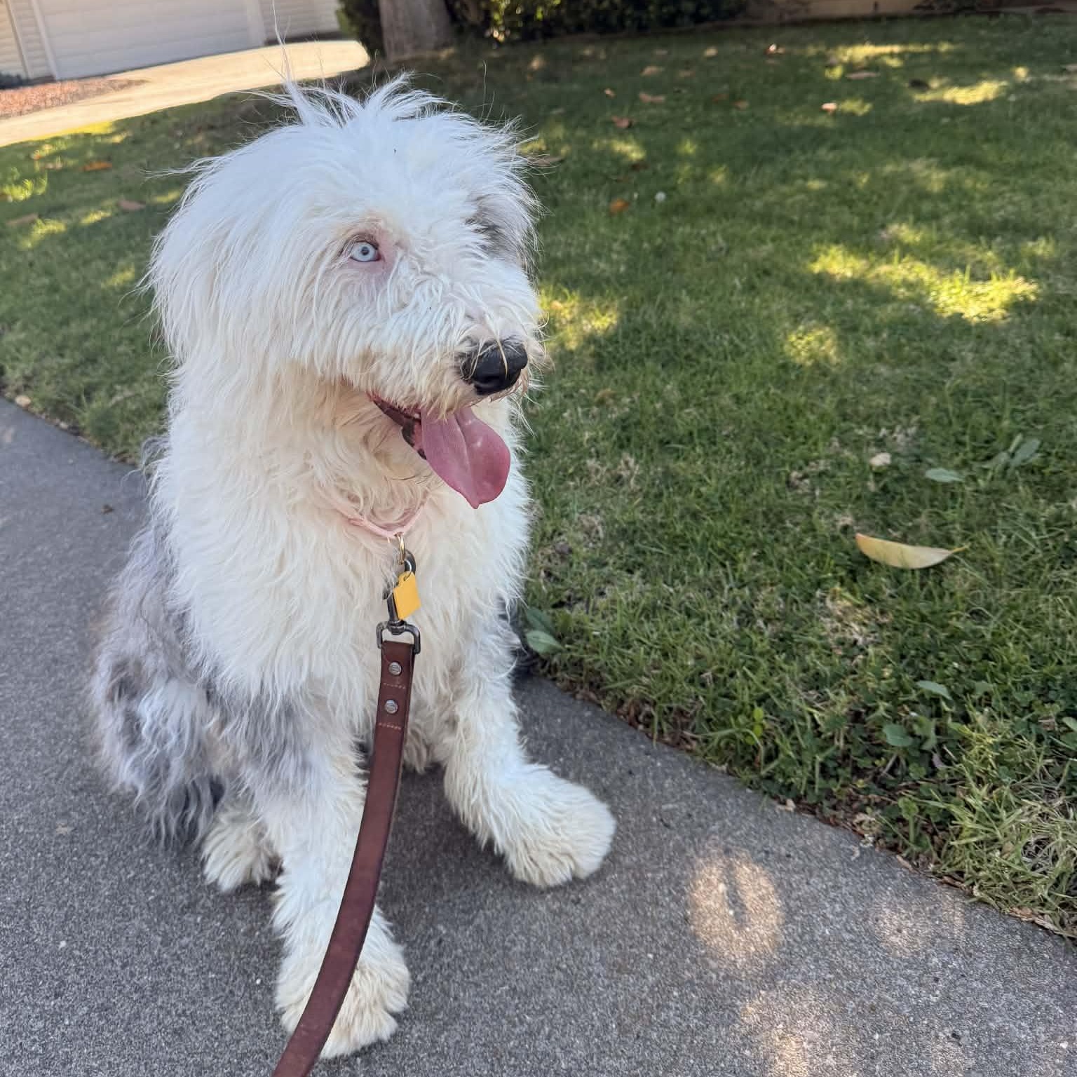 Enlarge Wasabi , an adopted mixed breed in Mill Valley, CA image 3/5
