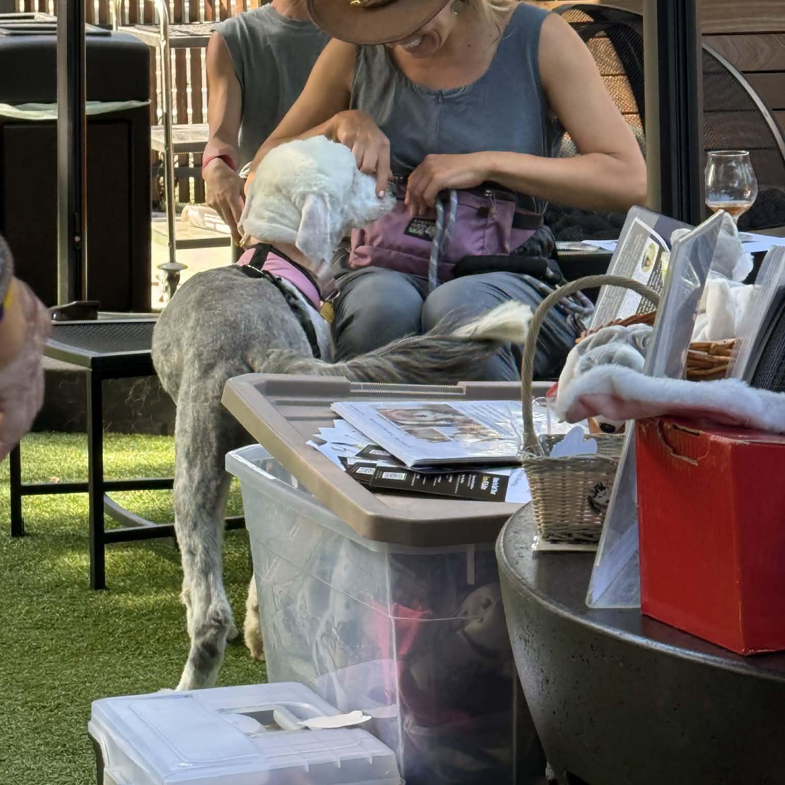 Enlarge Wasabi , an adopted mixed breed in Mill Valley, CA image 4/5