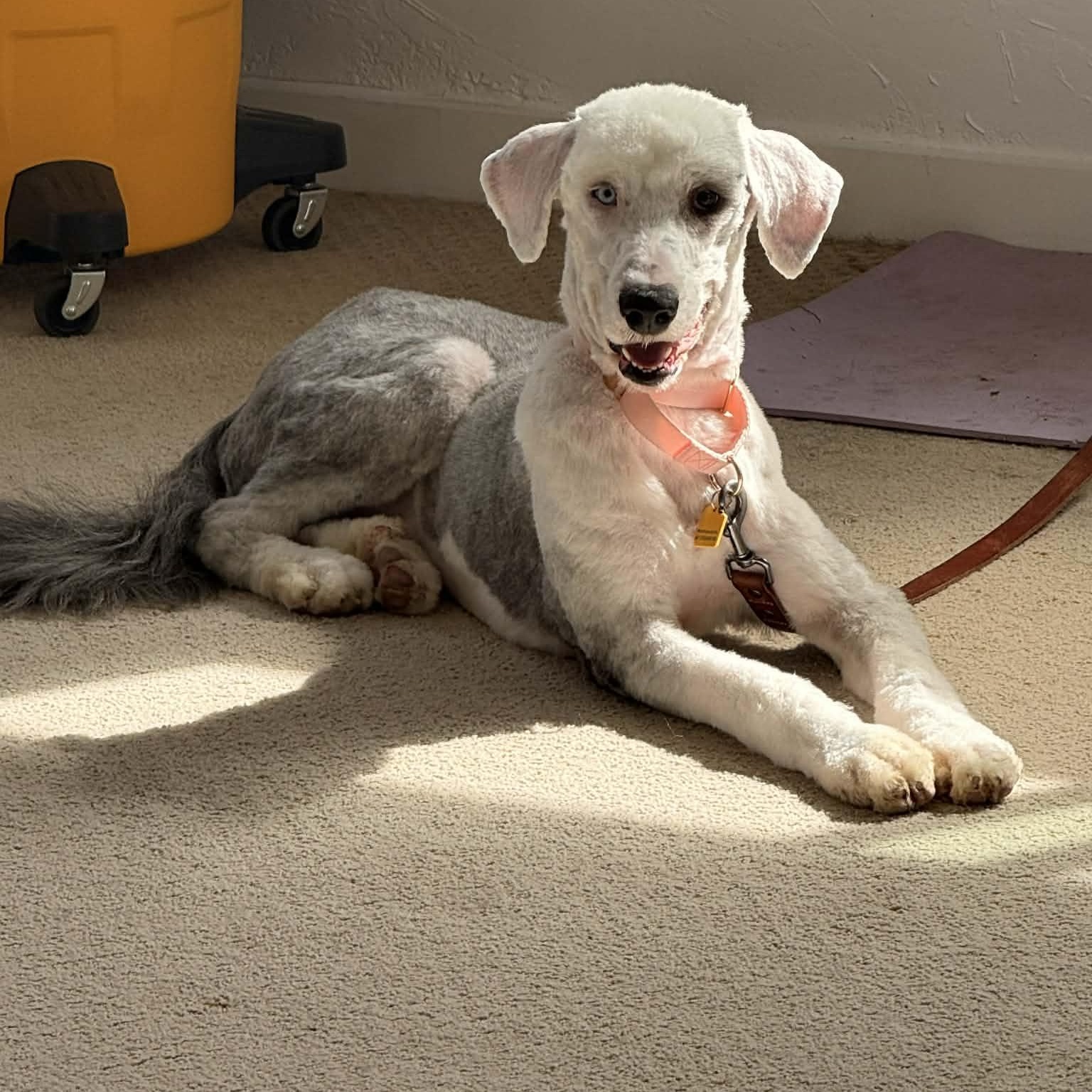 Enlarge Wasabi , an adopted mixed breed in Mill Valley, CA image 5/5