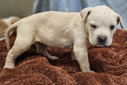 Speedy, adopted, Puppy Male Pit Bull Terrier.