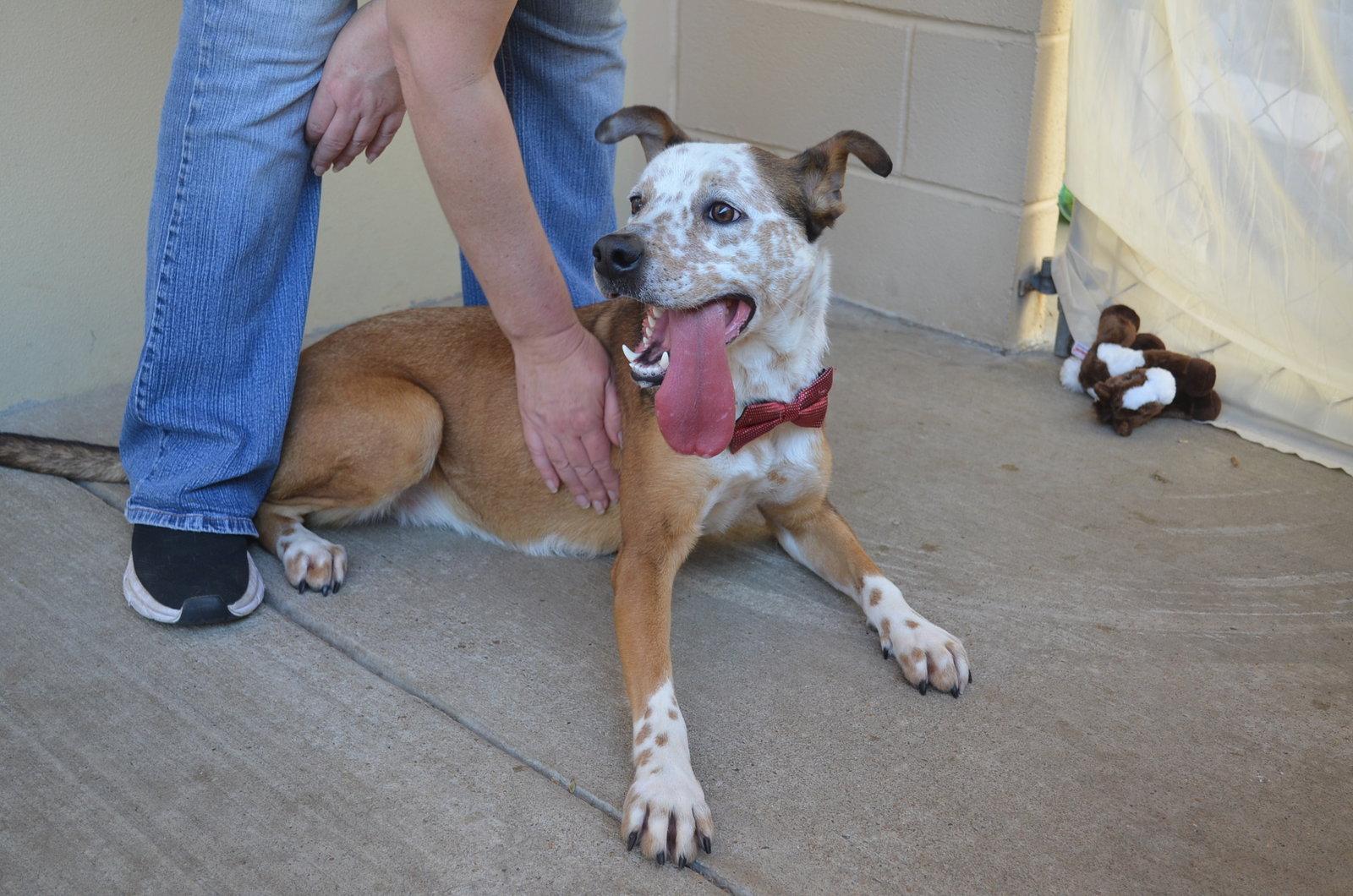 Coda, Adoptable, Young Male Australian Cattle Dog / Blue Heeler.