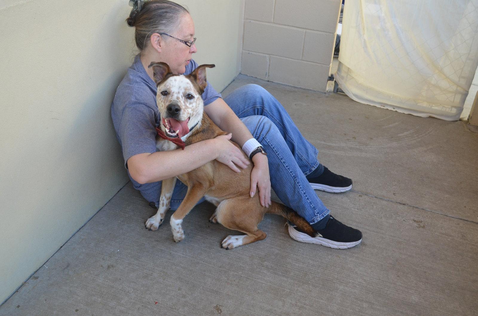 Enlarge Coda, a Adoptable Australian Cattle Dog / Blue Heeler in McKinney, TX image 2/3