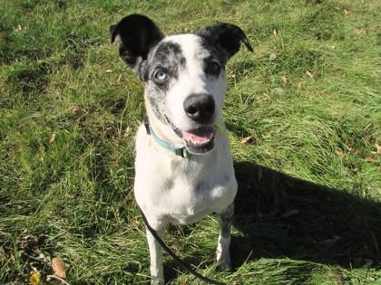 Enlarge Angel, a Adoptable mixed breed in Boulder, CO image 1/3