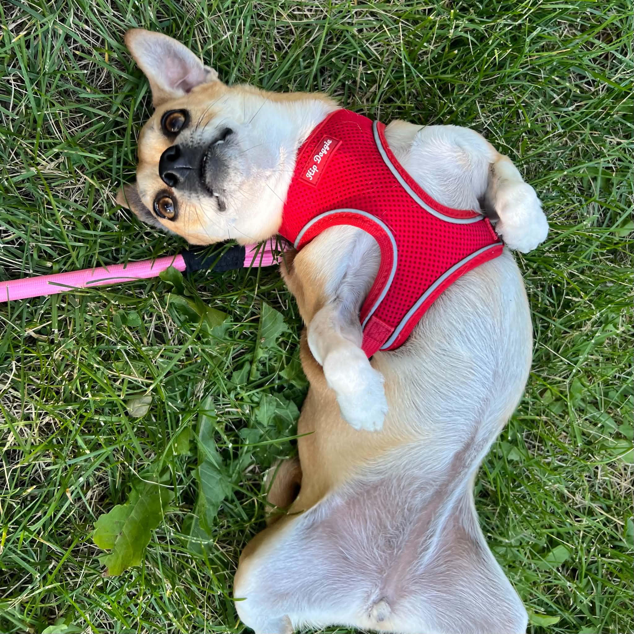 Honey & Hazel, a ADOPTABLE mixed breed in Boulder, CO image 6/6