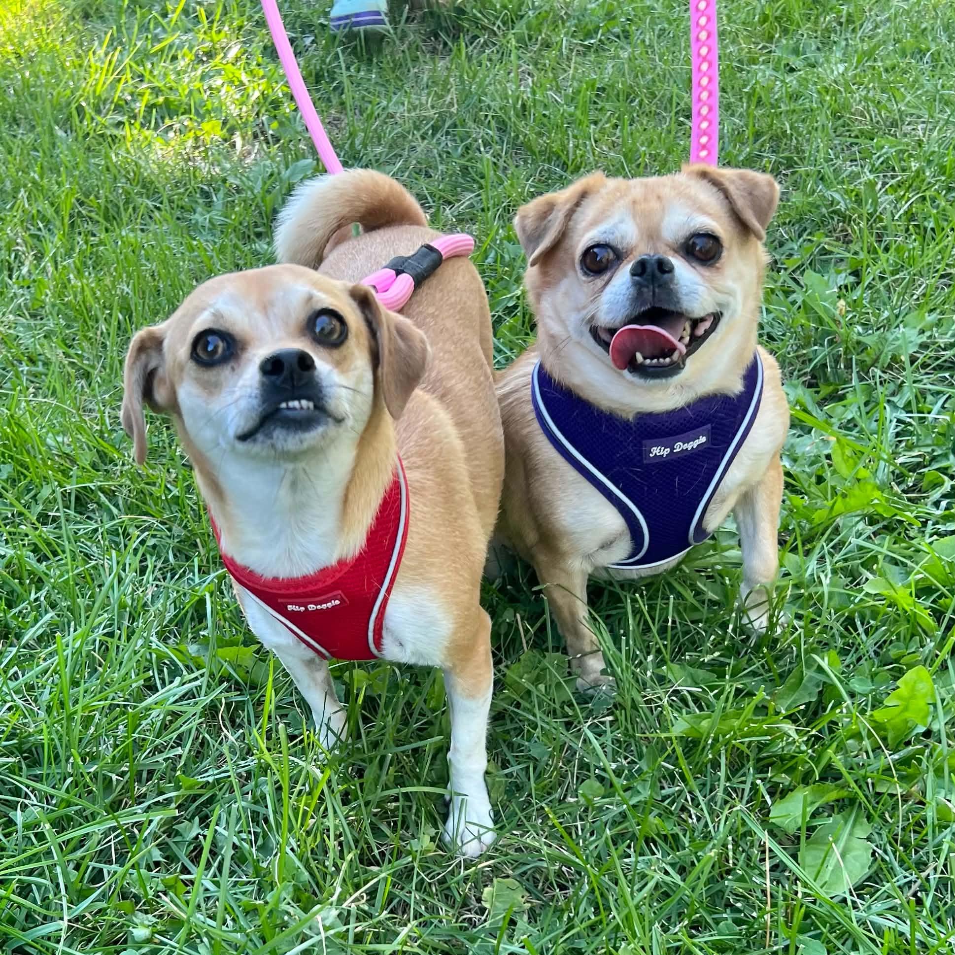 Honey & Hazel, ADOPTABLE, Young Female Pug & Chihuahua.