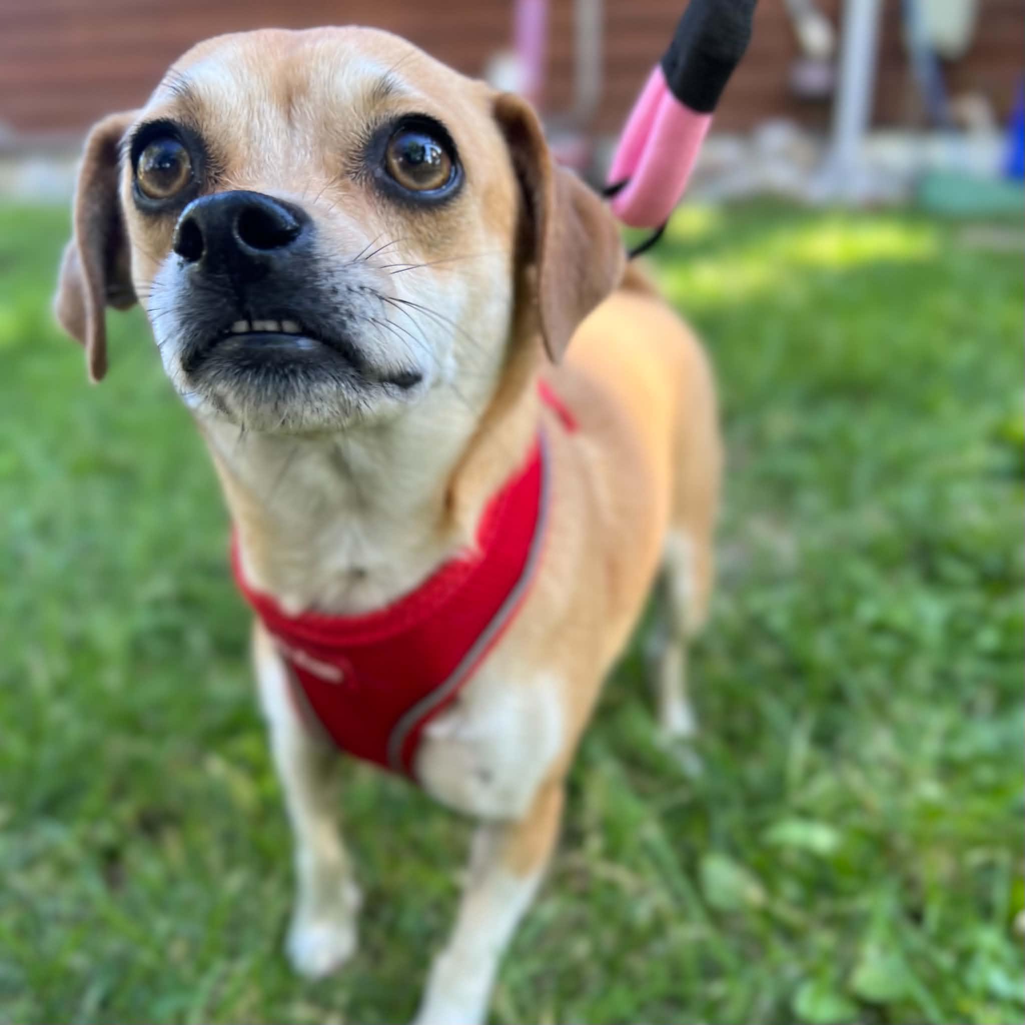 Honey & Hazel, a ADOPTABLE mixed breed in Boulder, CO image 4/6