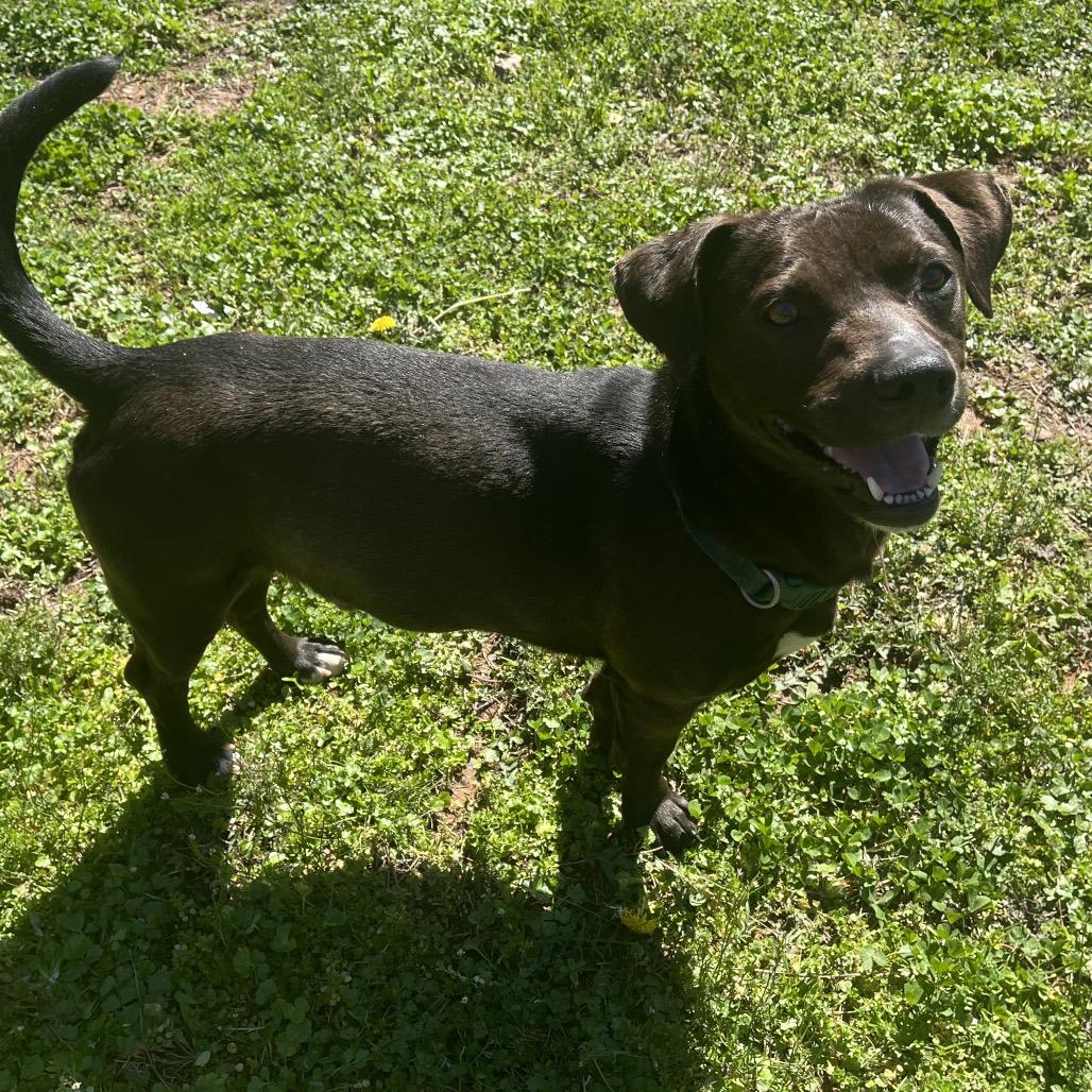 Enlarge Deputy, a Adoptable Hound in Birmingham, AL image 1/6