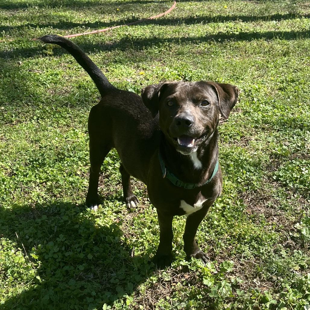 Enlarge Deputy, a Adoptable Hound in Birmingham, AL image 2/6