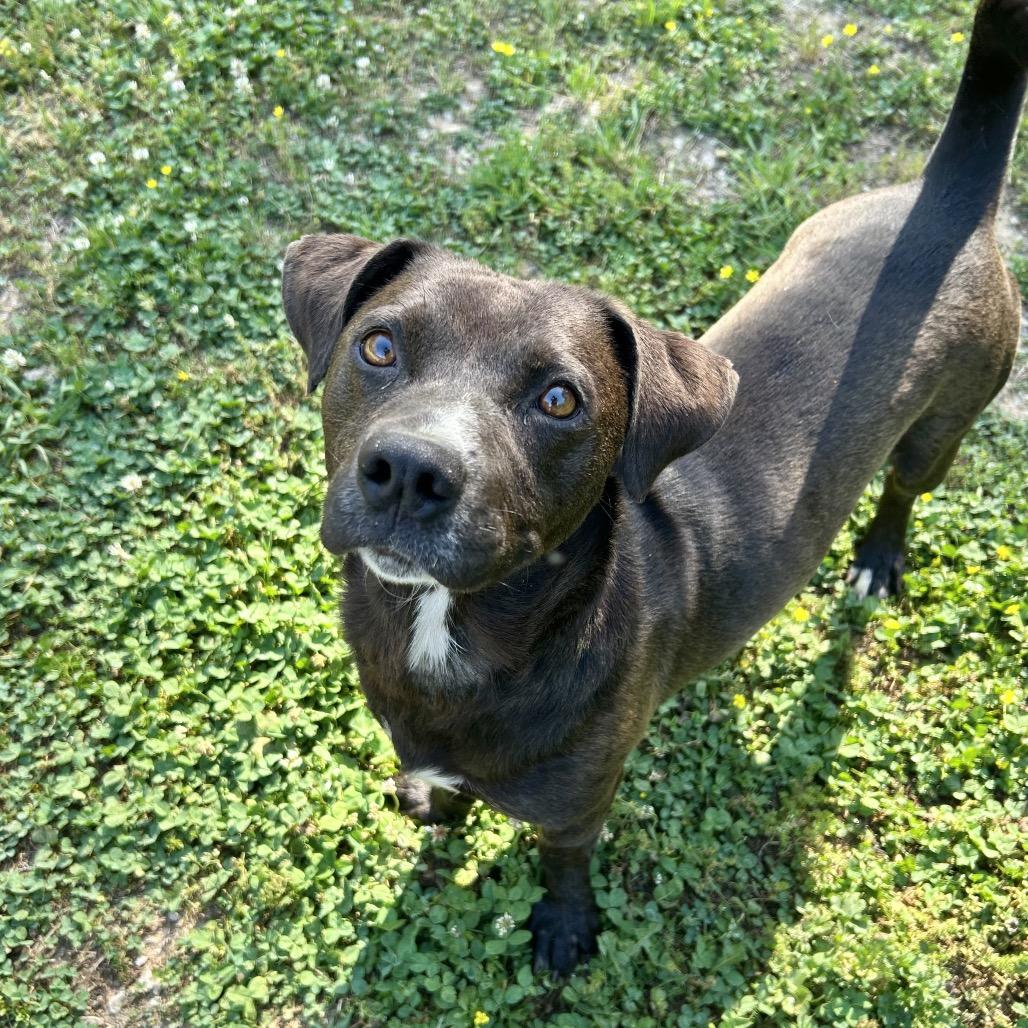 Enlarge Deputy, a Adoptable Hound in Birmingham, AL image 3/6