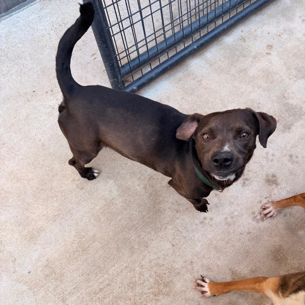 Enlarge Deputy, a Adoptable Hound in Birmingham, AL image 4/6