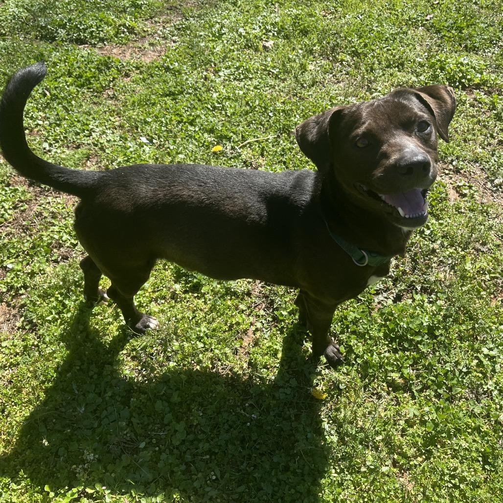 Enlarge Deputy, a Adoptable Hound in Birmingham, AL image 5/6