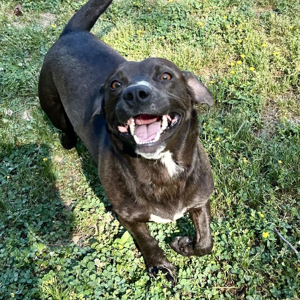 Enlarge Deputy, a Adoptable Hound in Birmingham, AL image 6/6