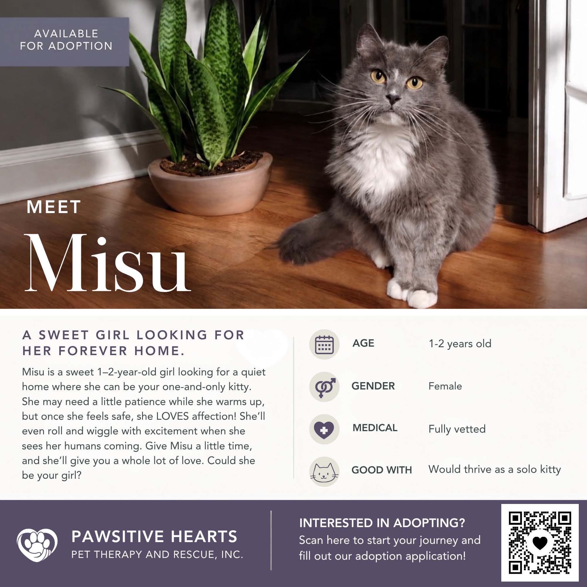 Enlarge Misu, a Adopted mixed breed in Kenhorst, PA image 1/1