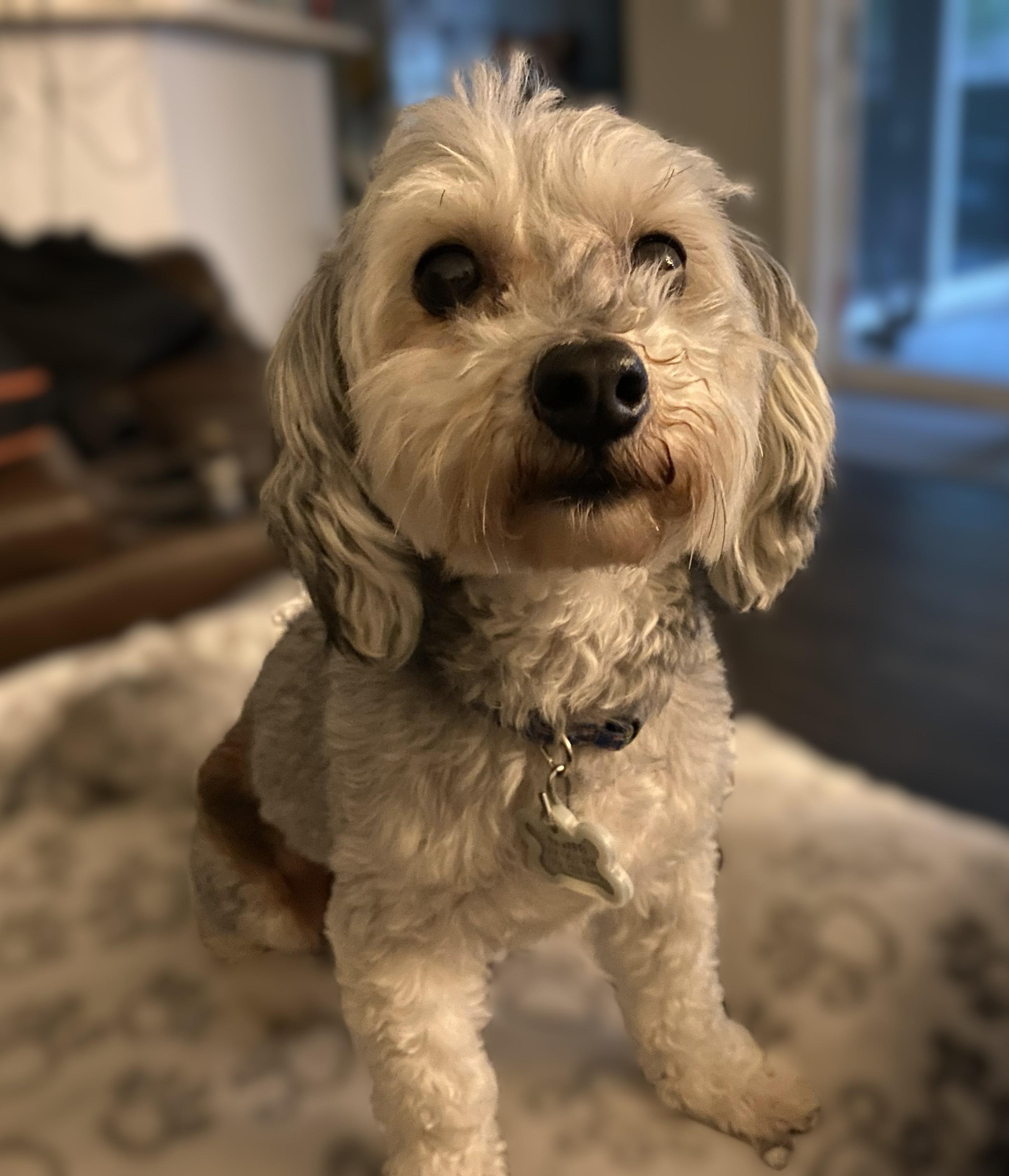 JoeJoe, adoptable, Adult Male Shih Tzu.