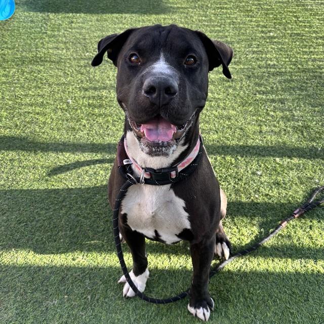 ZANE, Adoptable, Adult Male American Staffordshire Terrier & Shar-Pei.