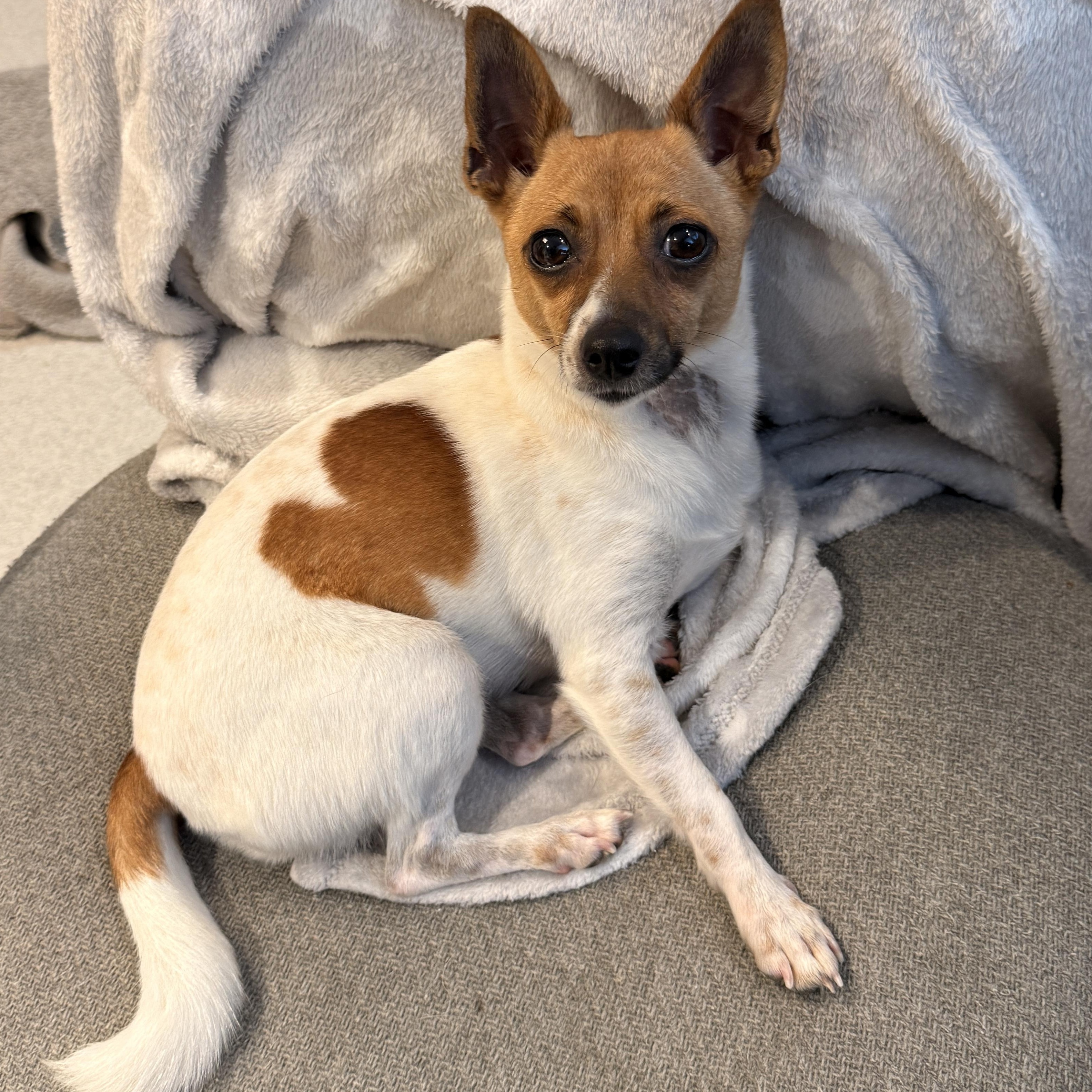 Pecan, adopted, Young Female Chihuahua.