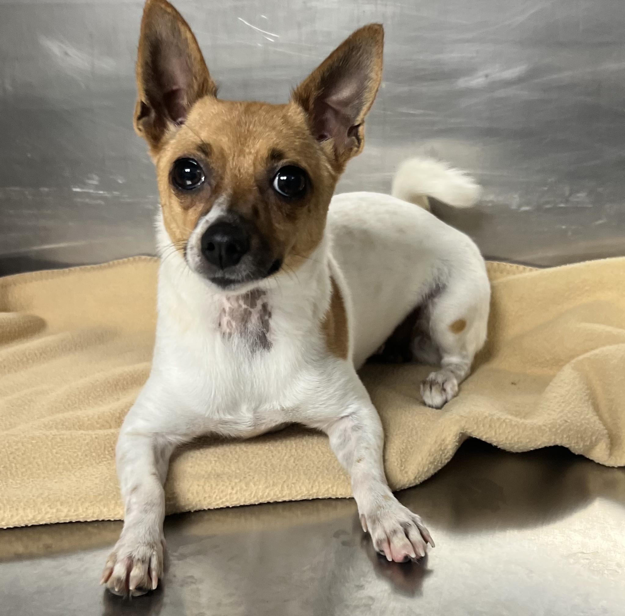 Enlarge Pecan, an adopted Chihuahua in Gaithersburg, MD image 3/4