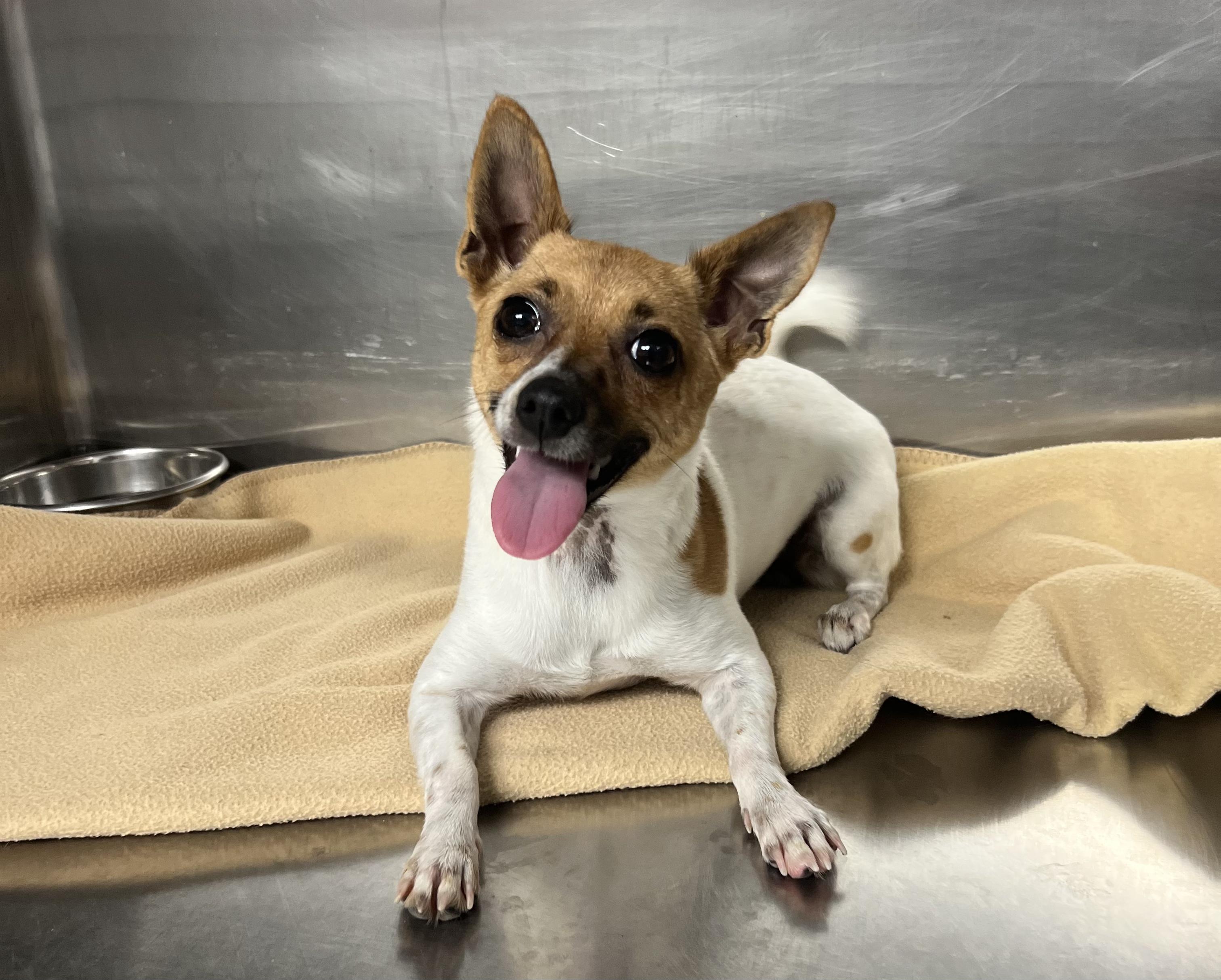 Enlarge Pecan, an adopted Chihuahua in Gaithersburg, MD image 2/4