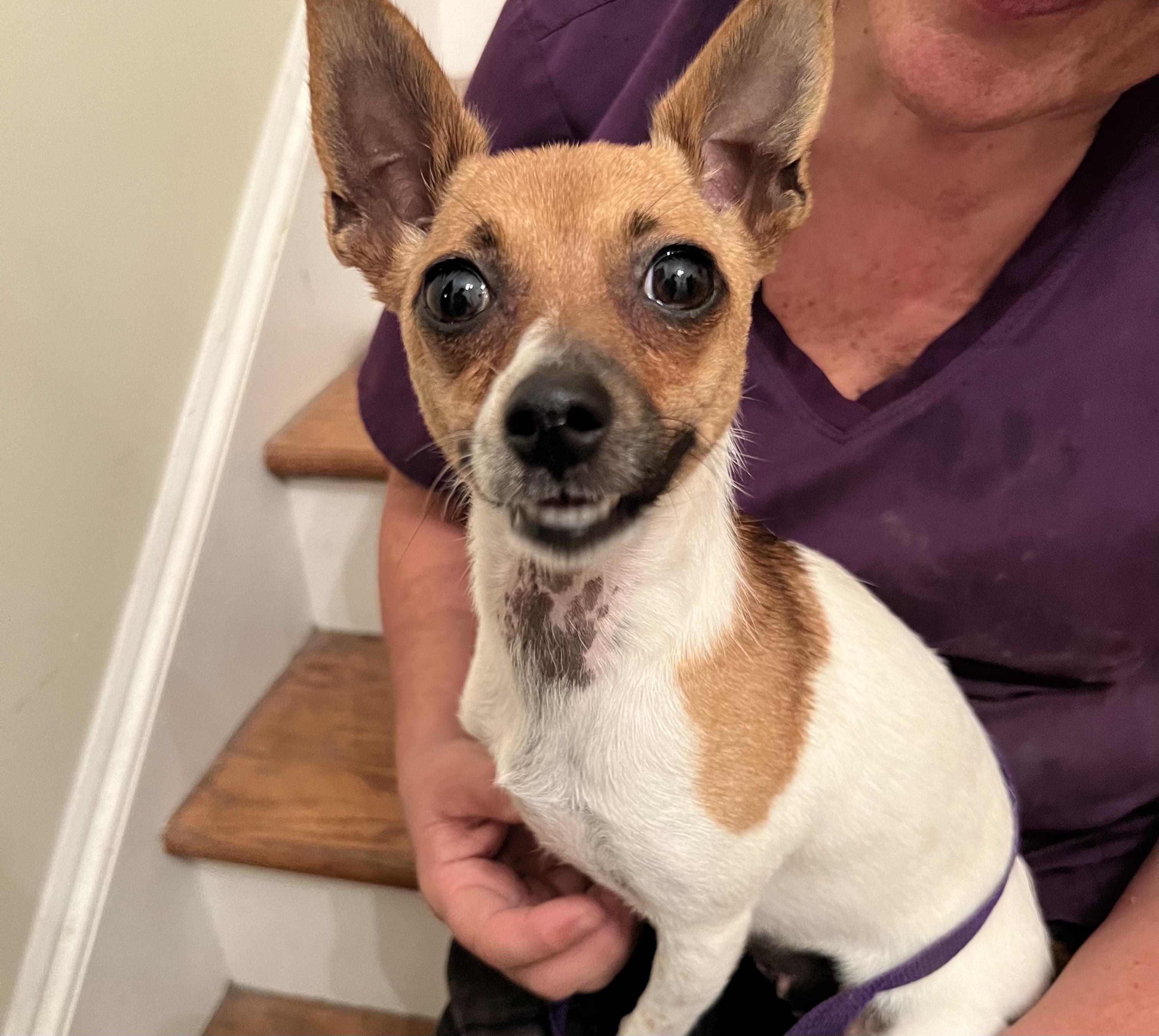 Enlarge Pecan, an adopted Chihuahua in Gaithersburg, MD image 4/4