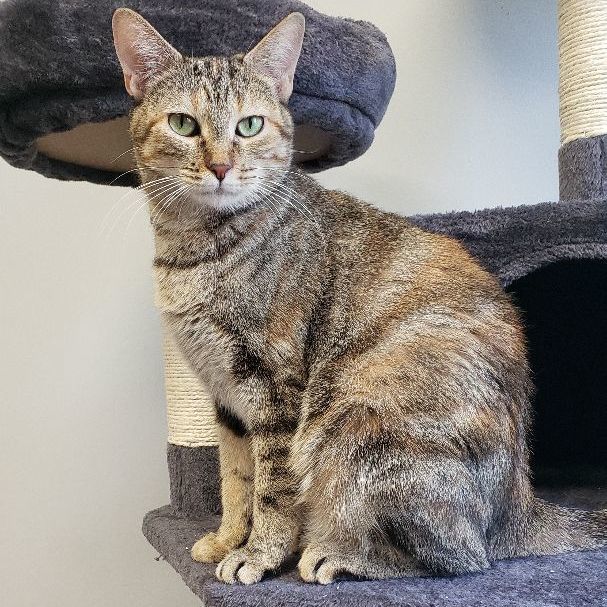 Ellie, Adoptable, Adult Female Torbie & Domestic Short Hair.