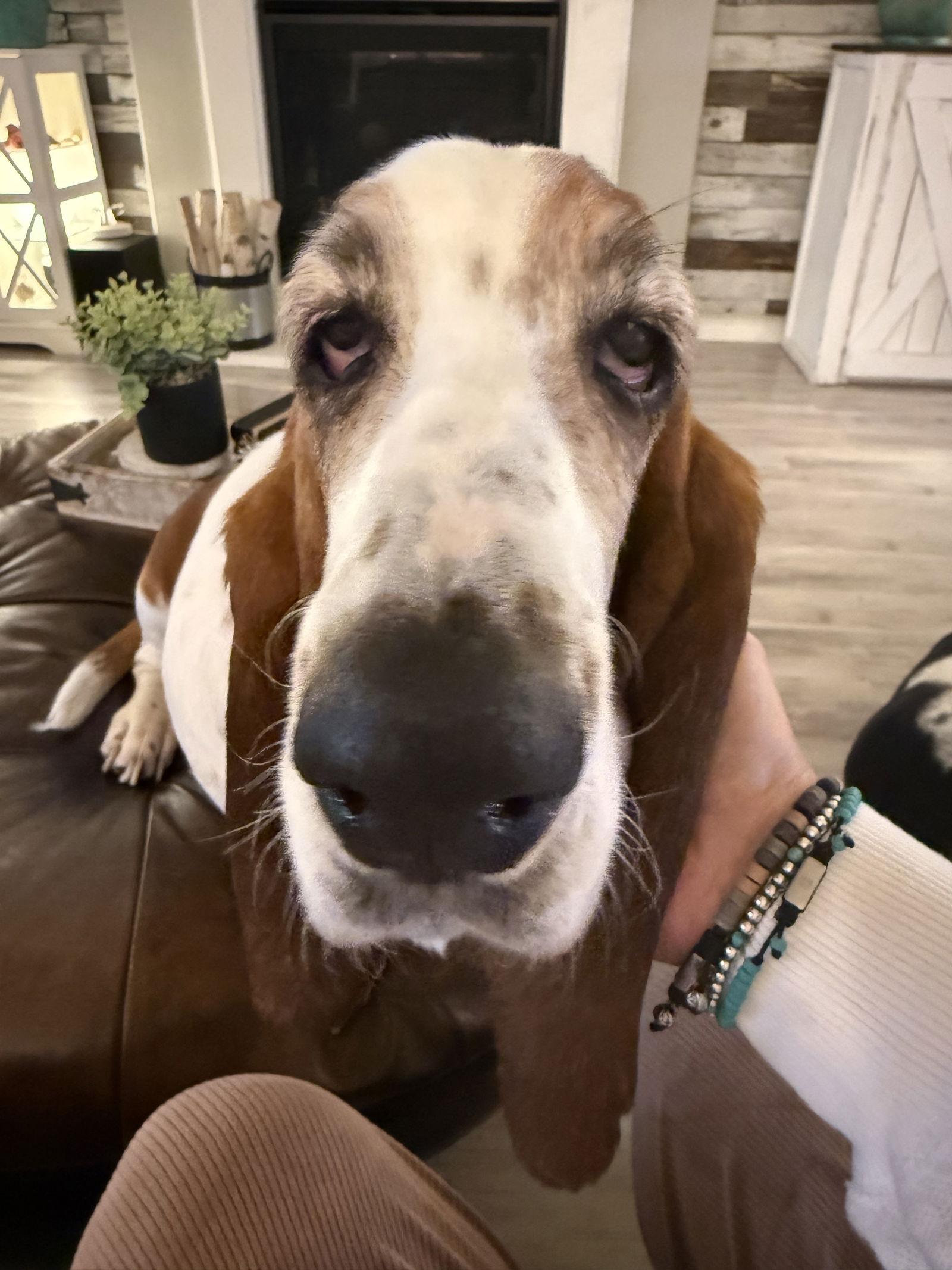 Enlarge Ivy, a Adoptable Basset Hound in Grapevine, TX image 1/3