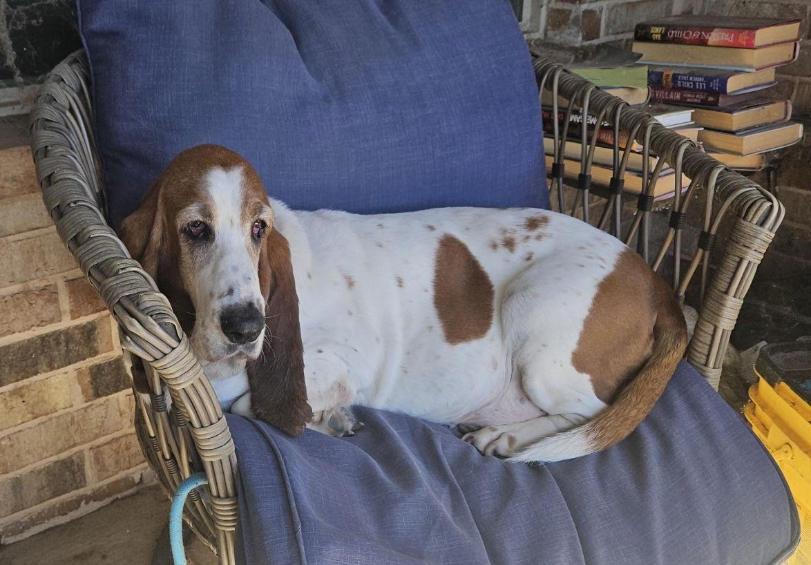 Enlarge Ivy, a Adoptable Basset Hound in Grapevine, TX image 2/3