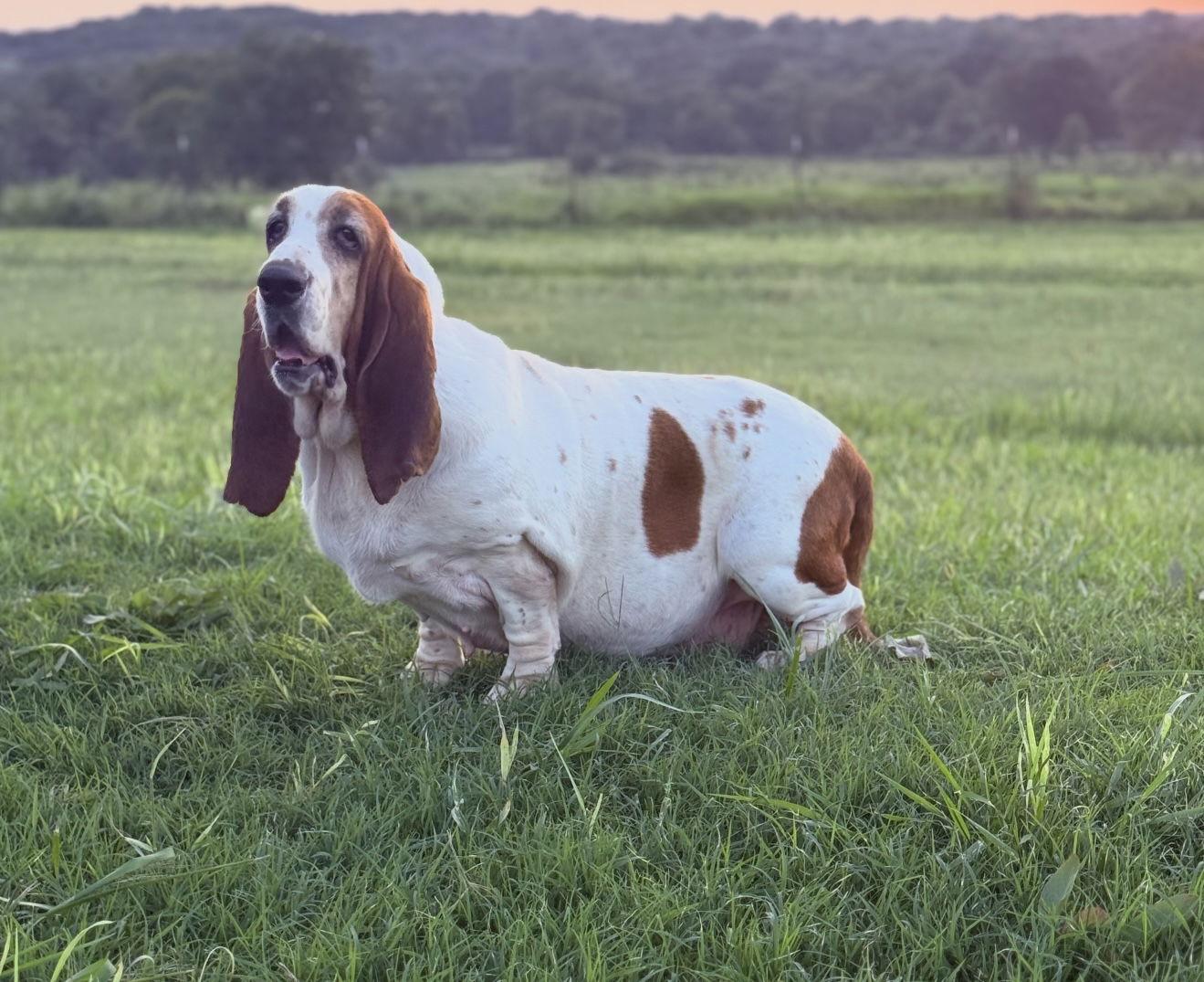 Enlarge Ivy, a Adoptable Basset Hound in Grapevine, TX image 3/3