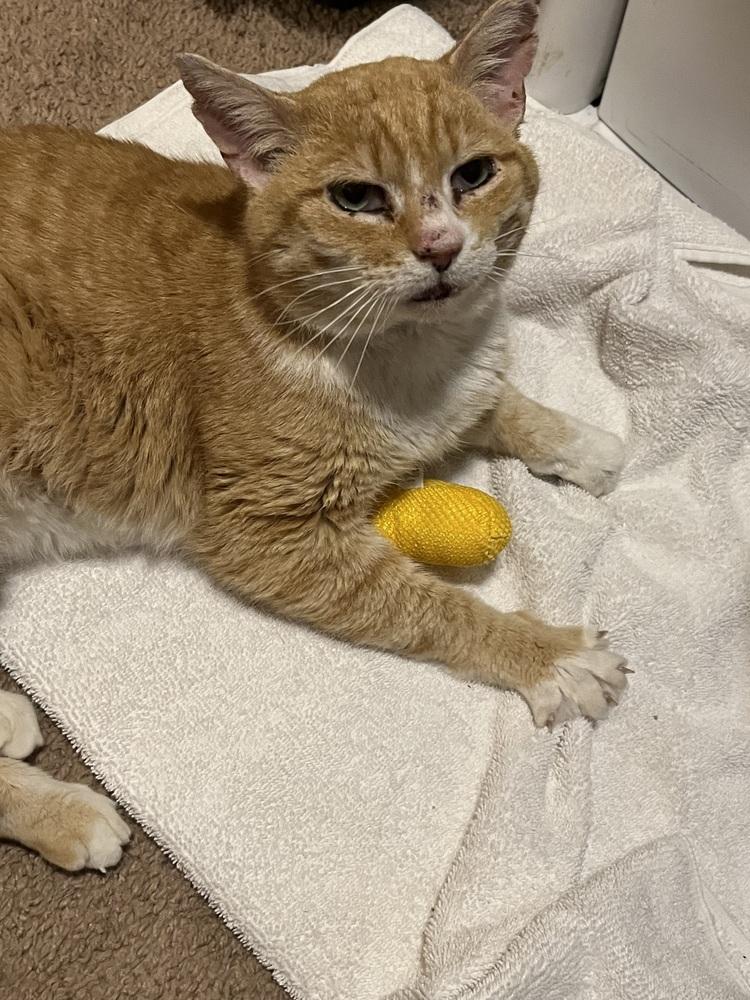 Boo Boo, Adoptable, Adult Male Domestic Short Hair.