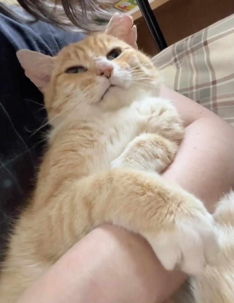 Enlarge Boo Boo, a Adoptable Domestic Short Hair in Germantown, OH image 2/6