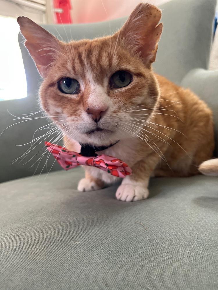 Enlarge Boo Boo, a Adoptable Domestic Short Hair in Germantown, OH image 3/6