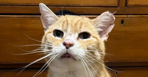 Enlarge Boo Boo, a Adoptable Domestic Short Hair in Germantown, OH image 4/6