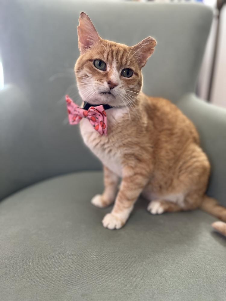 Enlarge Boo Boo, a Adoptable Domestic Short Hair in Germantown, OH image 5/6