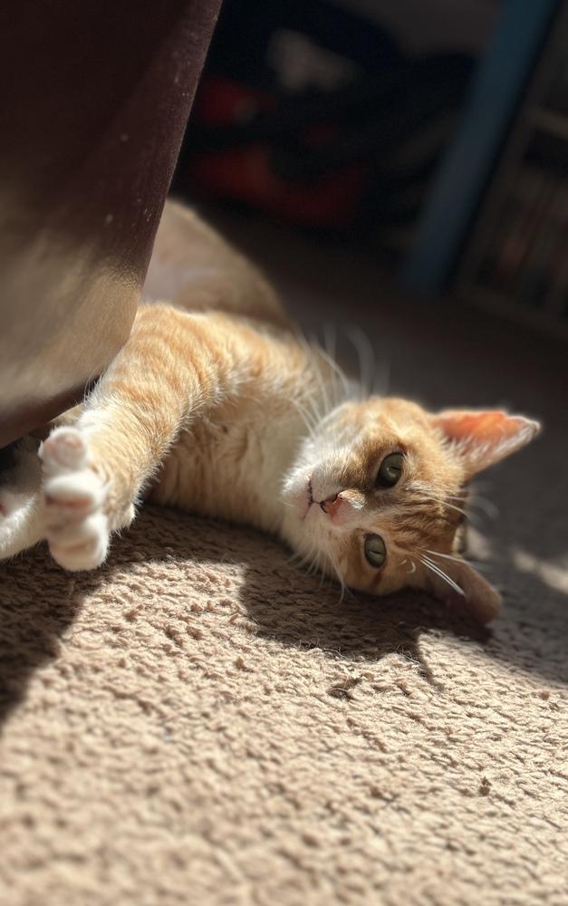 Enlarge Boo Boo, a Adoptable Domestic Short Hair in Germantown, OH image 6/6