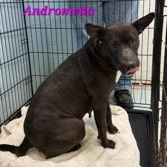 Enlarge Andromeda, a Adoptable mixed breed in Orangeburg, SC image 3/3