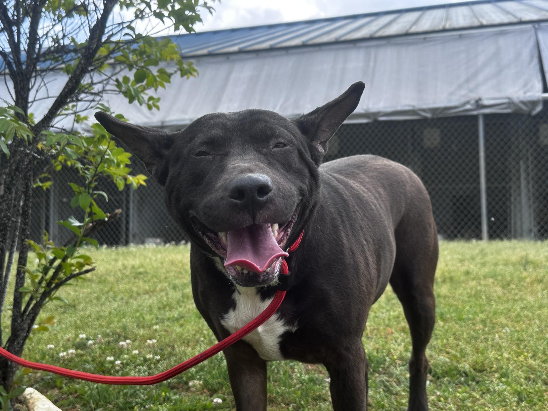 Enlarge Andromeda, a Adoptable mixed breed in Orangeburg, SC image 1/3