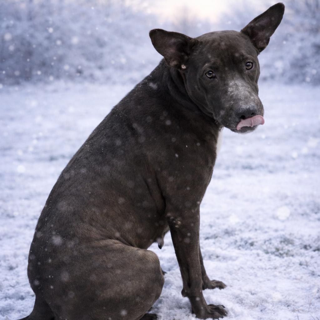 Enlarge Andromeda, a Adoptable mixed breed in Orangeburg, SC image 2/3