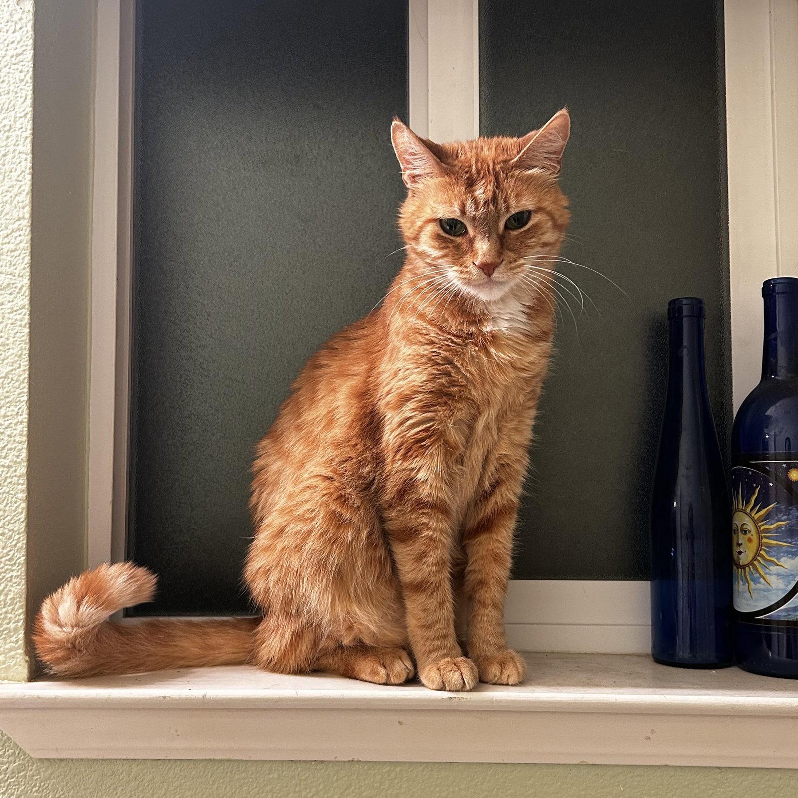 Roxanne, Adoptable, Adult Female Domestic Short Hair.
