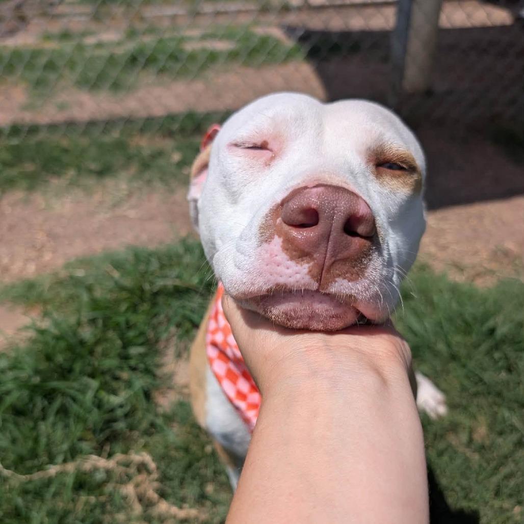 Tiny, Adoptable, Adult Female American Staffordshire Terrier.