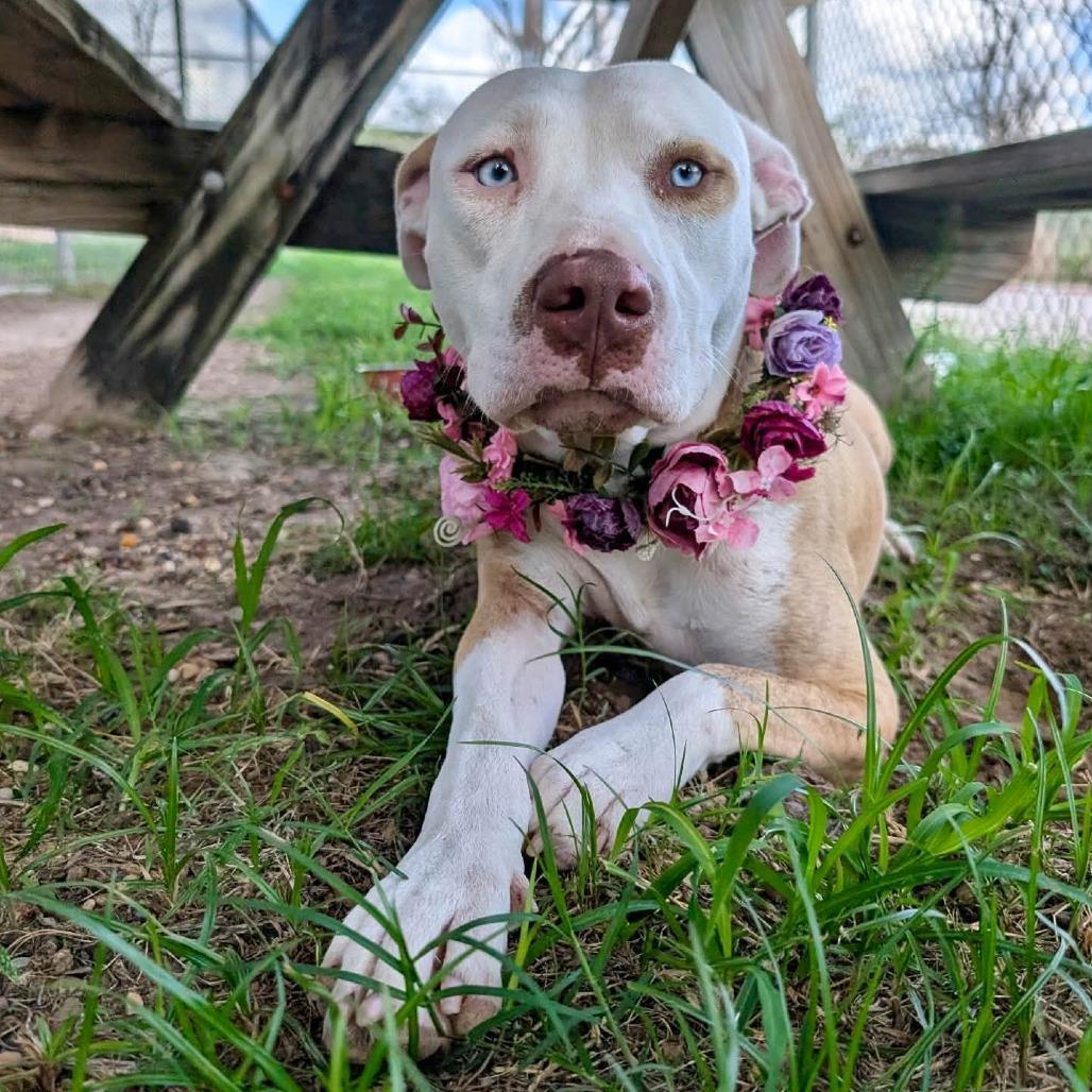 Enlarge Tiny, a Adoptable American Staffordshire Terrier in Pittsburgh, PA image 2/4