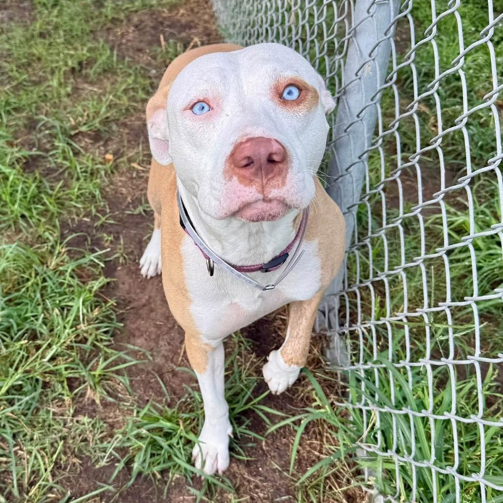 Enlarge Tiny, a Adoptable American Staffordshire Terrier in Pittsburgh, PA image 3/4