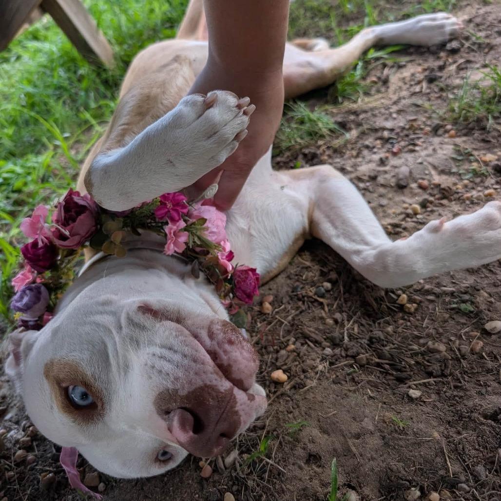 Enlarge Tiny, a Adoptable American Staffordshire Terrier in Pittsburgh, PA image 4/4