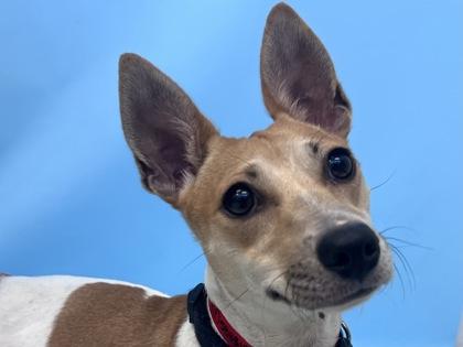 Enlarge June, a Adoptable mixed breed in Golden Valley, MN image 1/1