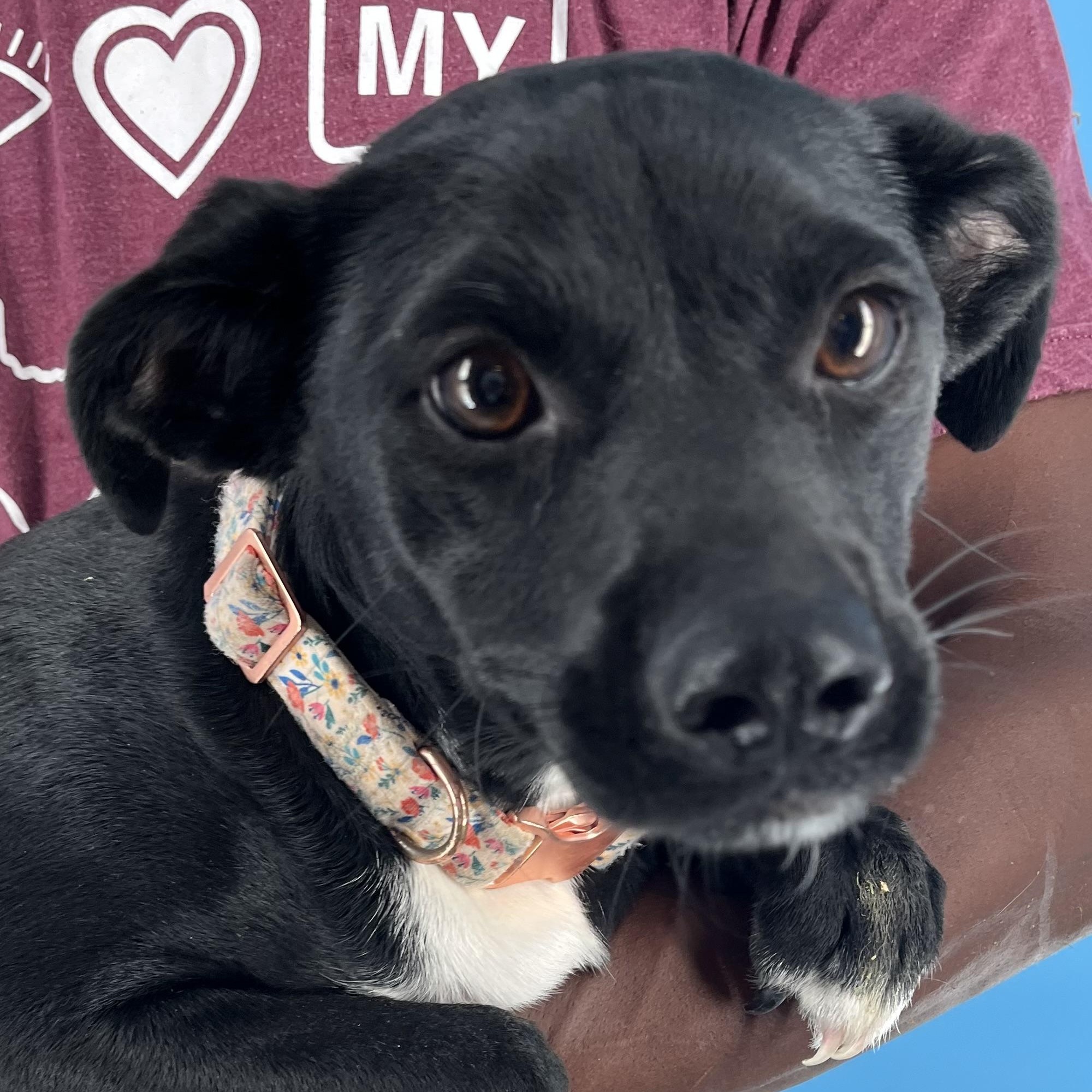Mia - Local Aug 22-24, Adult Female unknown