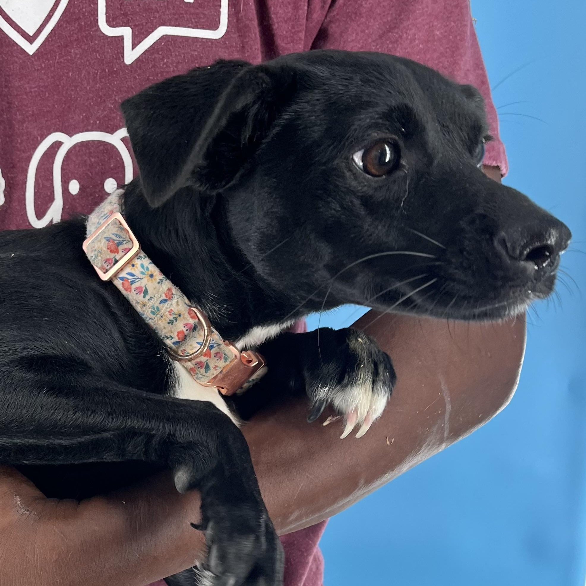 Mia - Local Sept 26-28