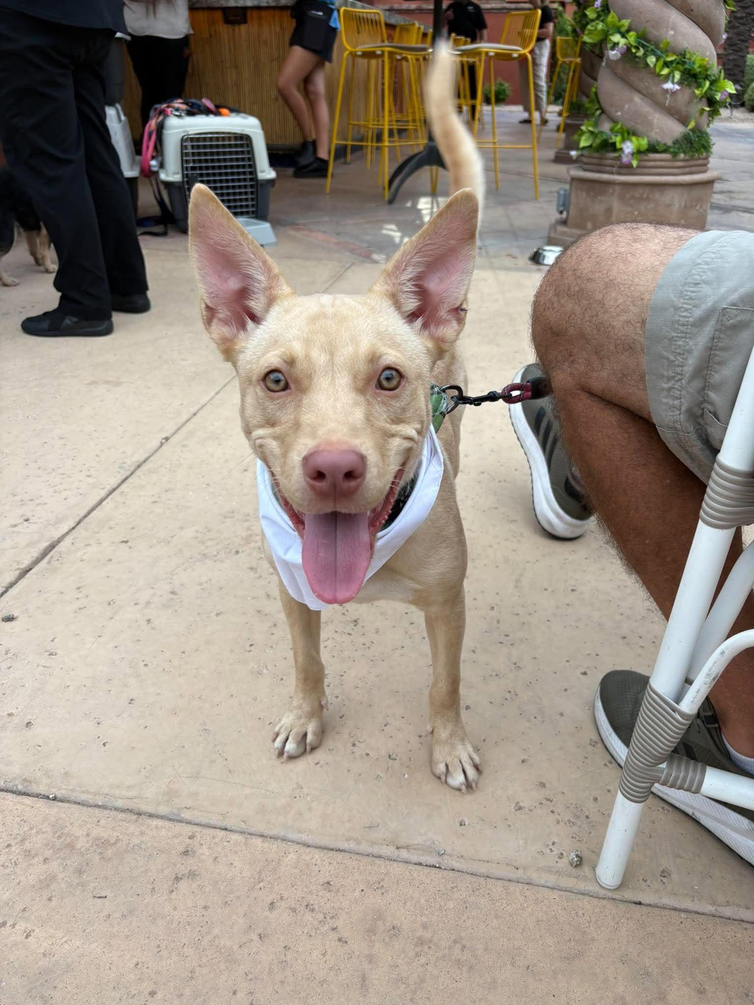 Enlarge Sahara, a Adopted mixed breed in Phoenix, AZ image 2/6